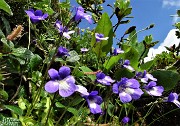 30 Fiori di pinguicula